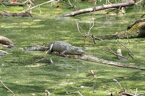Morelet's Crocodile (Crocodylus moreletii) Coba, Quintana Roo, Mexico. Apr 14, 2017 Crocodylus moreletii,Geotagged,Mexico,Morelets Crocodile,Spring