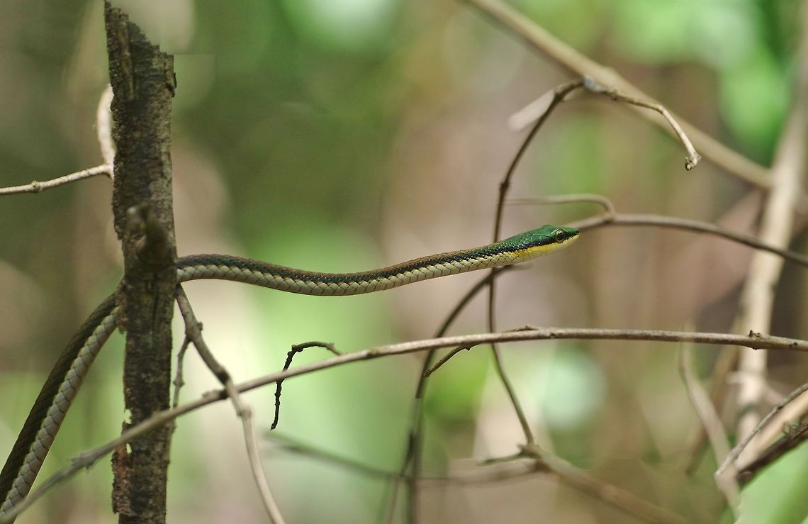 Mexican Parrot Snake (Leptophis mexicanus) Punta Laguna, Quintana Roo, Mexico. Apr 23, 2017.<br />
 Geotagged,Leptophis mexicanus,Mexican parrot snake,Mexico,Spring