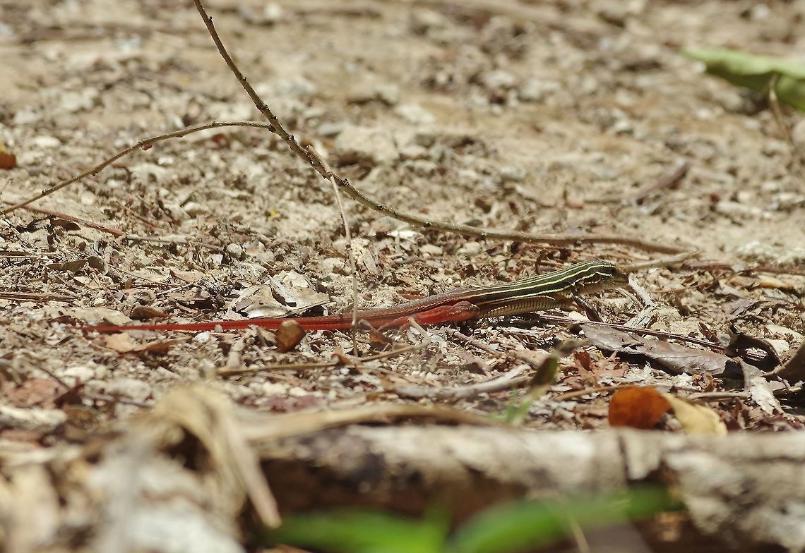 Yucatán whiptail (Cnemidophorus angusticeps) Punta Laguna, Quintana Roo, Mexico. Apr 23, 2017. Cnemidophorus angusticeps,Geotagged,Mexico,Spring,Yucatán whiptail