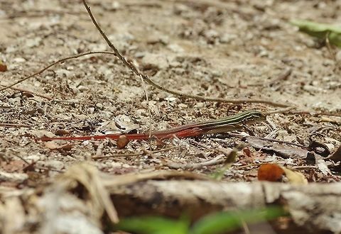 Yucatán whiptail (Cnemidophorus angusticeps) Punta Laguna, Quintana Roo, Mexico. Apr 23, 2017. Cnemidophorus angusticeps,Geotagged,Mexico,Spring,Yucatán whiptail