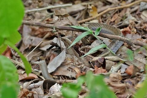 Dark Tropical Racer (Mastigodryas melanolomus) Punta Laguna, Quintana Roo, Mexico. Apr 29, 2017. Dark Tropical Racer,Geotagged,Mastigodryas melanolomus,Mexico,Spring