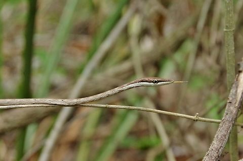 Mexican vine snake (Oxybelis aeneus) Punta Laguna, Quintana Roo, Mexico. May 14, 2017. Geotagged,Mexico,Oxybelis aeneus,Spring