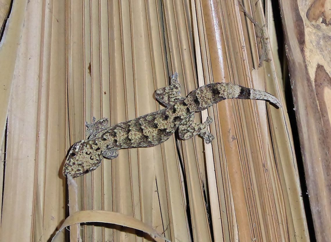 Turnip-tailed gecko (Thecadactylus rapicauda) Punta Laguna, Quintana Roo, Mexico. May 1, 2017. Geotagged,Mexico,Spring,Thecadactylus rapicauda,Turnip-tailed gecko