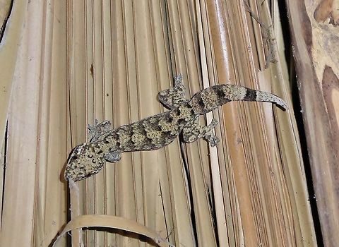 Turnip-tailed gecko (Thecadactylus rapicauda) Punta Laguna, Quintana Roo, Mexico. May 1, 2017. Geotagged,Mexico,Spring,Thecadactylus rapicauda,Turnip-tailed gecko