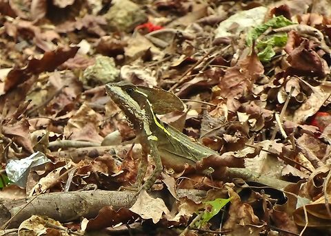 Brown Basilisk (Basiliscus vittatus) Punta Laguna, Quintana Roo, Mexico. May 27, 2017. Basiliscus vittatus,Brown Basilisk,Geotagged,Mexico,Spring