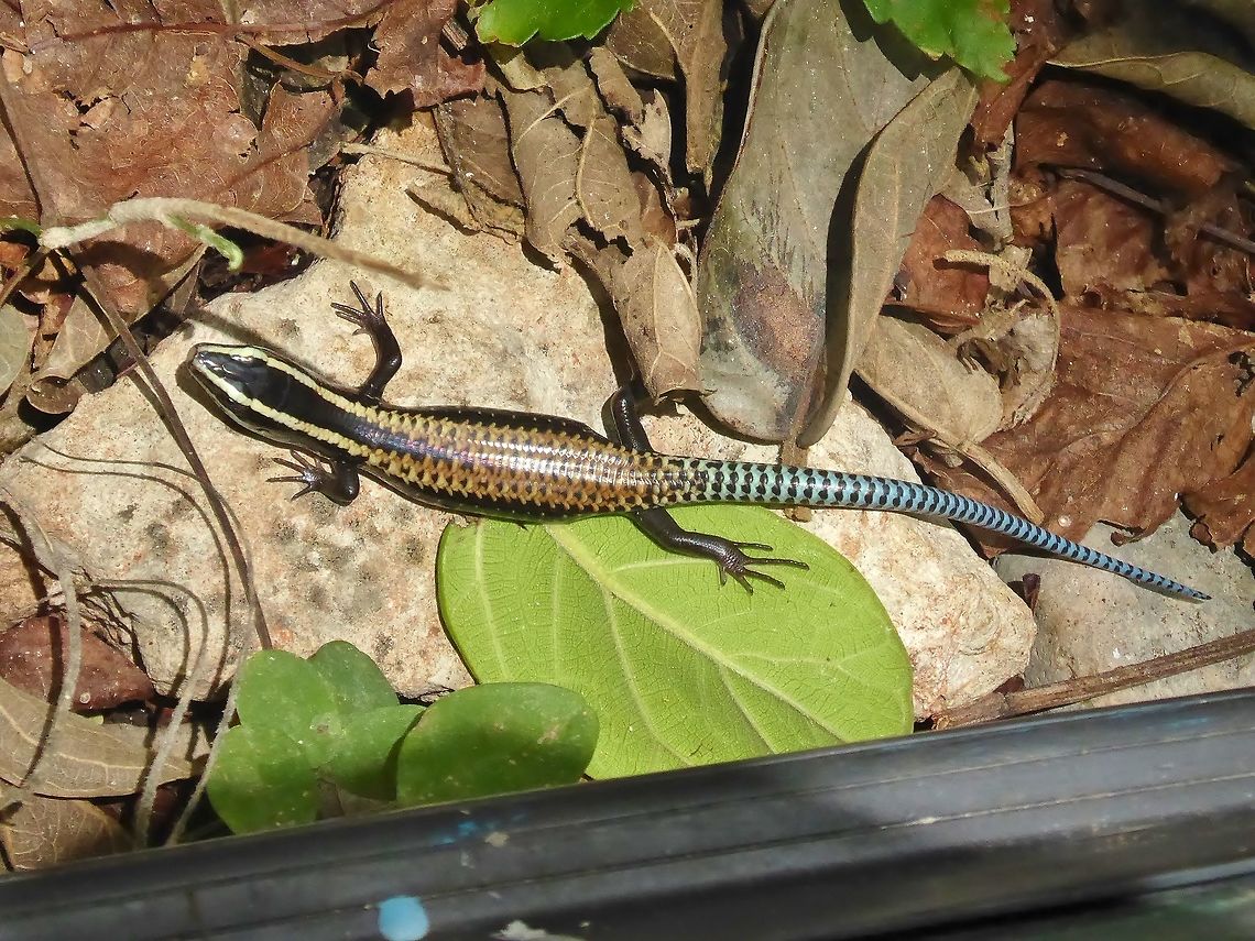 Schwartze's Skink (Mesoscincus schwartzei) Punta Laguna, Quintana Roo, Mexico. Jun 11, 2017. Geotagged,Mesoscincus schwartzei,Mexico,Schwartze's Skink,Spring