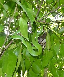 Green vine snike having caught a clay-colored thrush. Punta Laguna, Quintana Roo, Mexico. Jun 30, 2017. Geotagged,Mexico,Oxybelis fulgidus,Summer