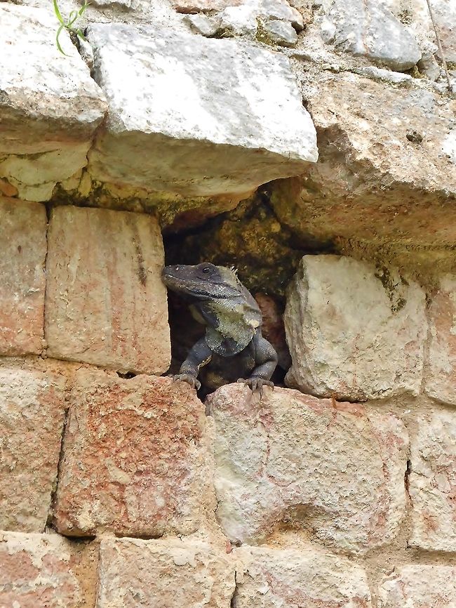 Black spiny-tailed iguana (Ctenosaura similis) Uxmal ruins, Yucatan, Mexico. Jul 13, 2017 Black spiny-tailed iguana,Ctenosaura similis,Geotagged,Mexico,Summer