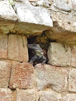 Black spiny-tailed iguana (Ctenosaura similis) Uxmal ruins, Yucatan, Mexico. Jul 13, 2017 Black spiny-tailed iguana,Ctenosaura similis,Geotagged,Mexico,Summer