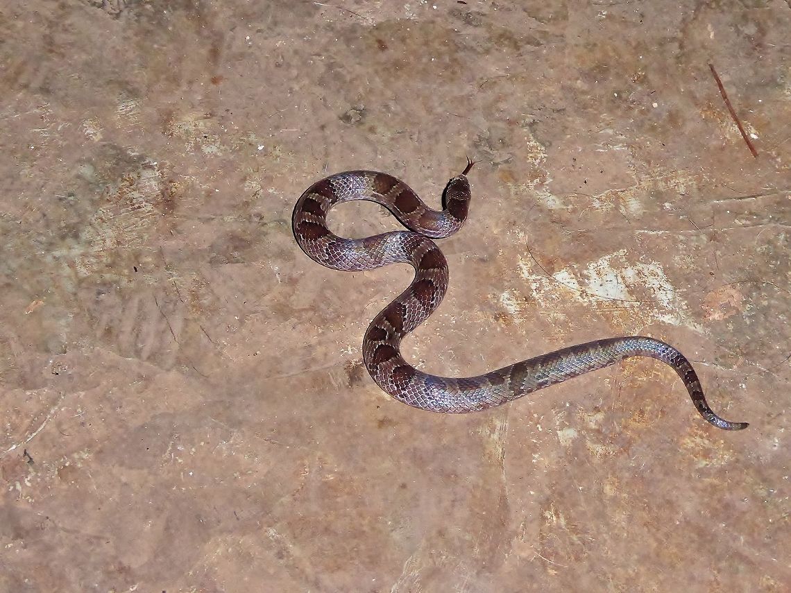 Blotched Hooknose Snake (Ficimia publia) Punta Laguna, Quintana Roo, Mexico. Apr 23, 2017  Ficimia publia,Geotagged,Mexico,Summer