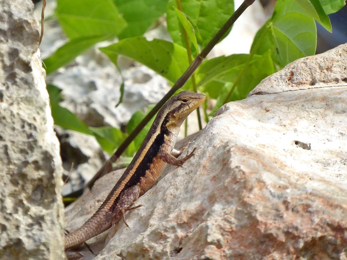 Yucatan spiny lizard (Sceloporus chrysostictus) Punta Laguna, Quintana Roo, Mexico. May 26, 2017. Geotagged,Mexico,Sceloporus chrysostictus,Spring,Yellow-spotted spiny lizard
