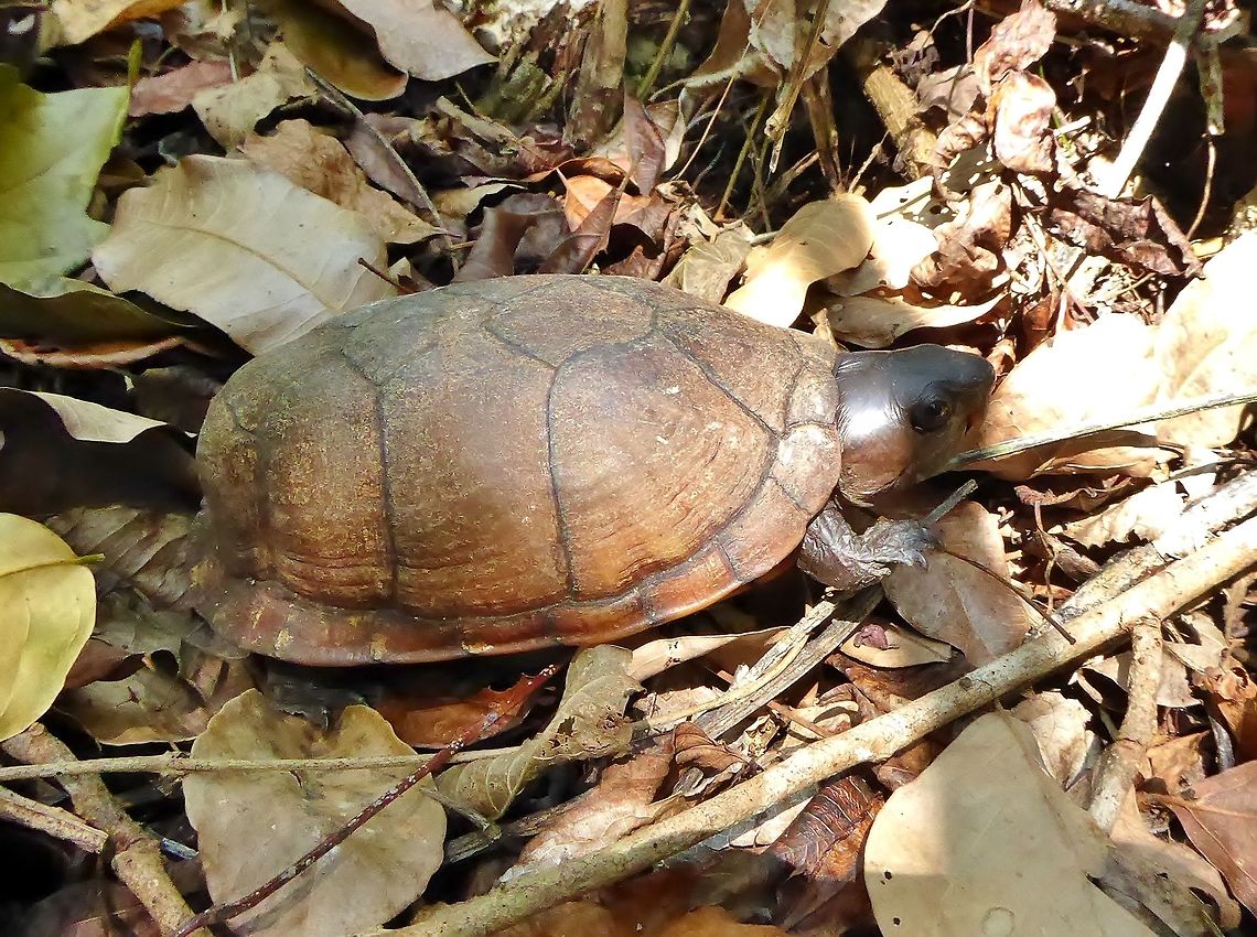 Creaser's mud turtle (Kinosternon creaseri) Punta Laguna, Quintana Roo, Mexico. May 7, 2017. Creaser's mud turtle,Geotagged,Kinosternon creaseri,Mexico,Spring
