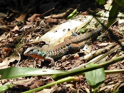 Rainbow ameiva (Ameiva festiva) Punta Laguna, Quintana Roo, Mexico. Jul 10, 2017. Ameiva festiva,Central American Whiptail,Geotagged,Mexico,Summer