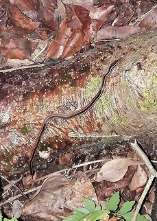 Faded Black-striped Snake