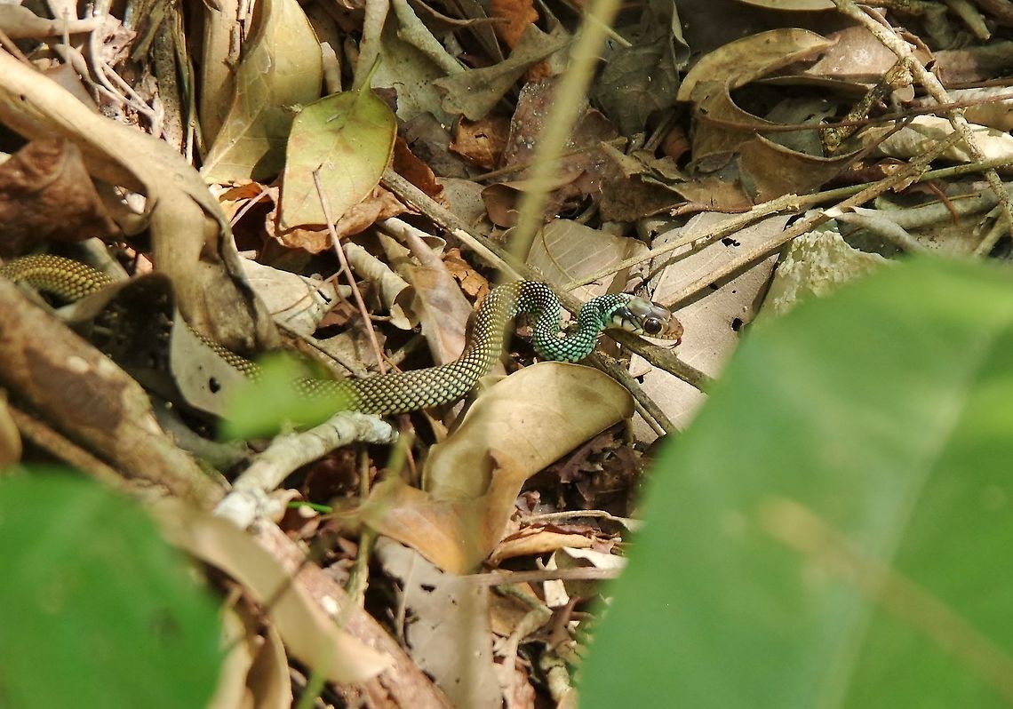Speckled racer (Drymobius margaritiferus) Punta Laguna, Quintana Roo, Mexico. May 16, 2017. Drymobius margaritiferus,Geotagged,Mexico,Speckled racer,Spring