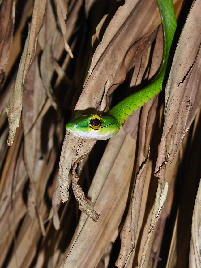 Parrot snake (Leptophis ahaetulla) Punta Laguna, Quintana Roo, Mexico. Jul 14, 2017. Geotagged,Leptophis ahaetulla,Mexico,Summer
