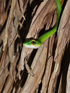 Parrot snake (Leptophis ahaetulla) Punta Laguna, Quintana Roo, Mexico. Jul 14, 2017. Geotagged,Leptophis ahaetulla,Mexico,Summer