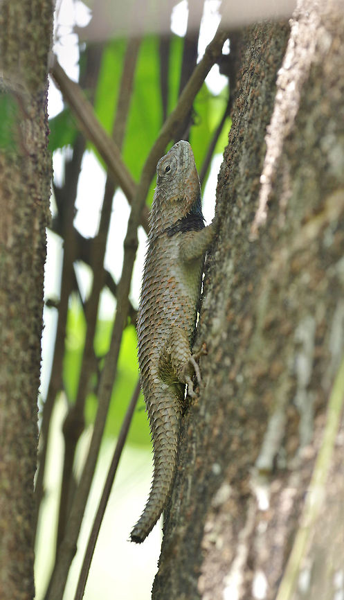 Lundell's Spiny Lizard (Sceloporus lundelli) Punta Laguna, Quintana Roo, Mexico. Apr 24, 2017. Geotagged,Lundell's Spiny Lizard,Mexico,Sceloporus lundelli,Spring