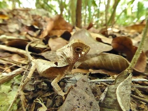 Hernandez&rsquo;s Helmeted Basilisk (Corytophanes hernandesii) juvenile Punta Laguna, Quintana Roo, Mexico. Apr 8, 2017. Corytophanes hernandesii,Geotagged,Hernandez&rsquo;s Helmeted Basilisk,Mexico,Spring