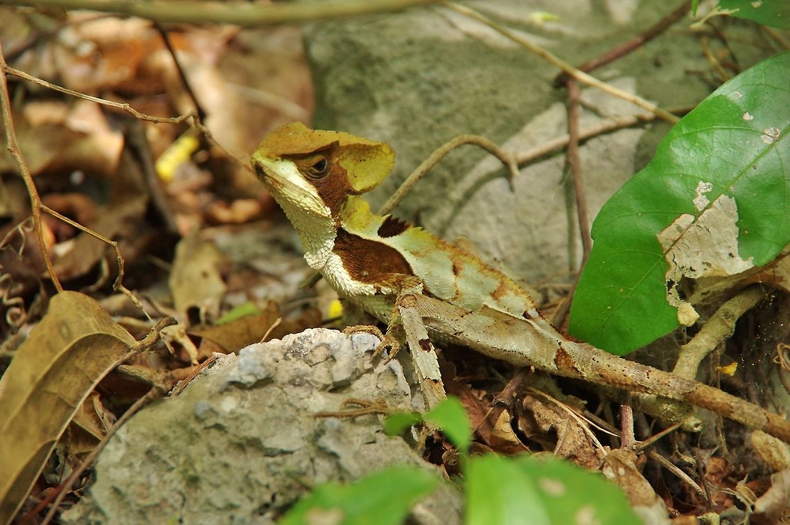 Hernandez&rsquo;s Helmeted Basilisk (Corytophanes hernandesii) Punta Laguna, Quintana Roo, Mexico. May 22, 2017. Corytophanes hernandesii,Geotagged,Hernandez&rsquo;s Helmeted Basilisk,Mexico,Spring