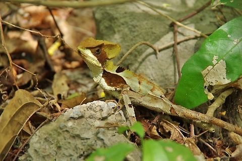 Hernandez’s Helmeted Basilisk (Corytophanes hernandesii) Punta Laguna, Quintana Roo, Mexico. May 22, 2017. Corytophanes hernandesii,Geotagged,Hernandez’s Helmeted Basilisk,Mexico,Spring