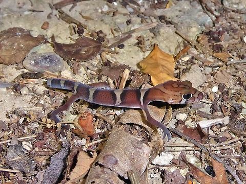 Yucatan banded gecko (Coleonyx elegans) Punta Laguna, Quintana Roo, Mexico. Jul 1, 2017. Coleonyx elegans,Geotagged,Mexico,Summer