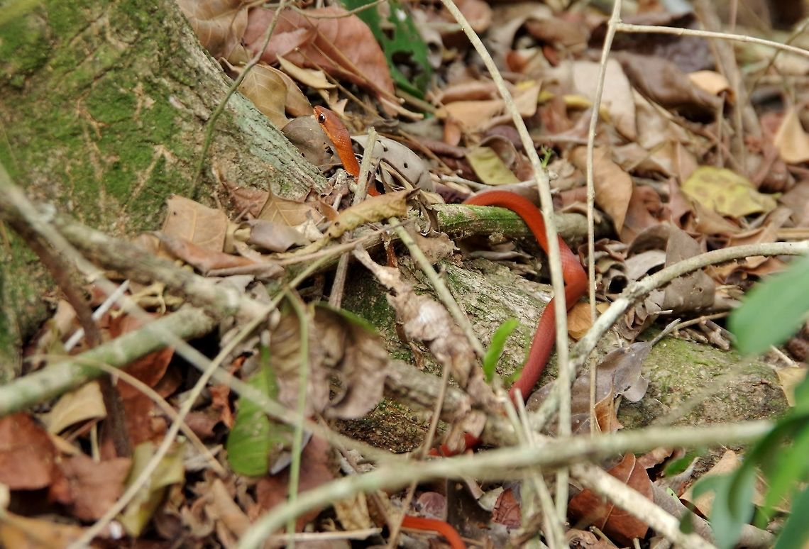 Unidentified snake, Quintana Roo, Mexico Punta Laguna, Quintana Roo, Mexico. May 12, 2017. Geotagged,Mexico,Spring