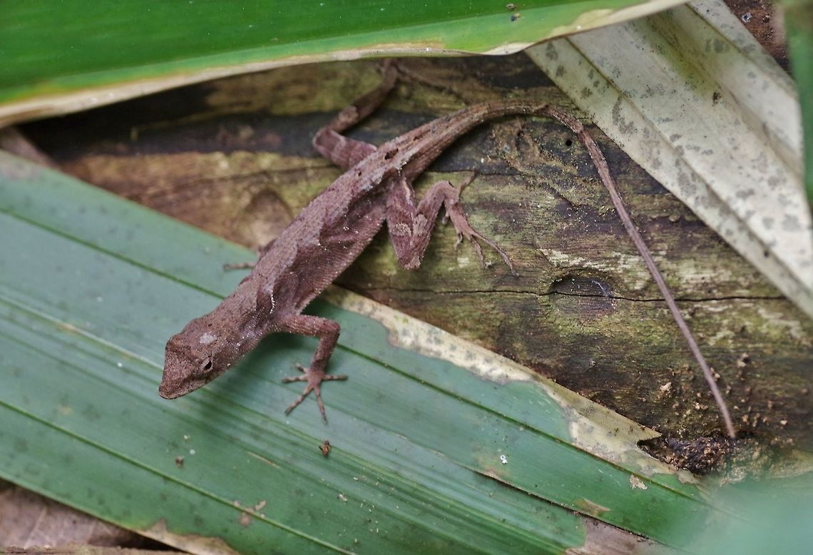 Greater Scaly Anole (Anolis tropidonotus) Punta Laguna, Quintana Roo, Mexico. Apr 13, 2017. Anolis tropidonotus,Geotagged,Greater Scaly Anole,Mexico,Spring