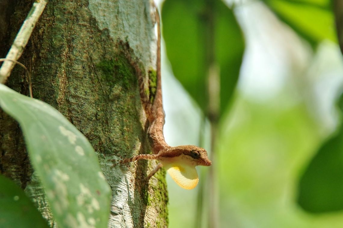 Rodriguez's Anole (Anolis rodriguezi) Punta Laguna, Quintana Roo, Mexico. May 14, 2017. Anolis rodriguezi,Geotagged,Mexico,Rodriguez's Anole,Spring
