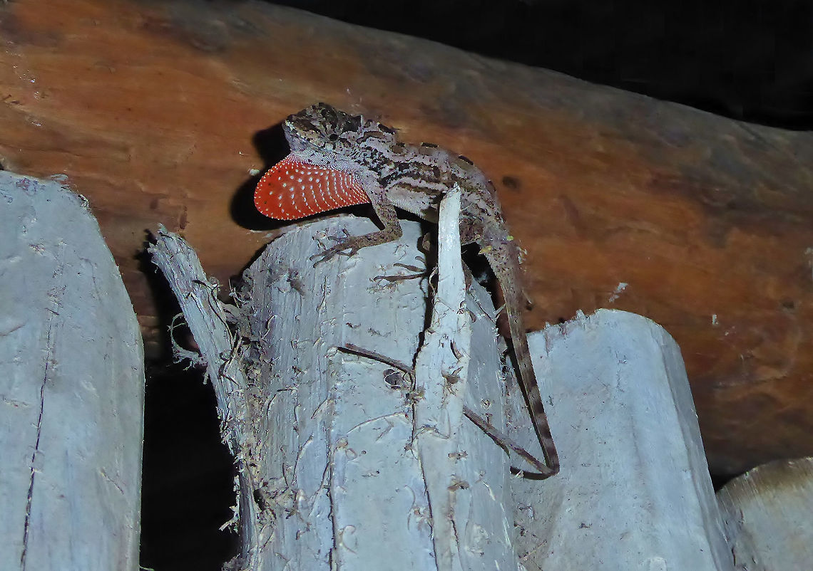 Ghost Anole (Anolis lemurinus) Punta Laguna, Quintana Roo, Mexico. Apr 16, 2017. Anolis lemurinus,Geotagged,Ghost Anole,Mexico,Spring