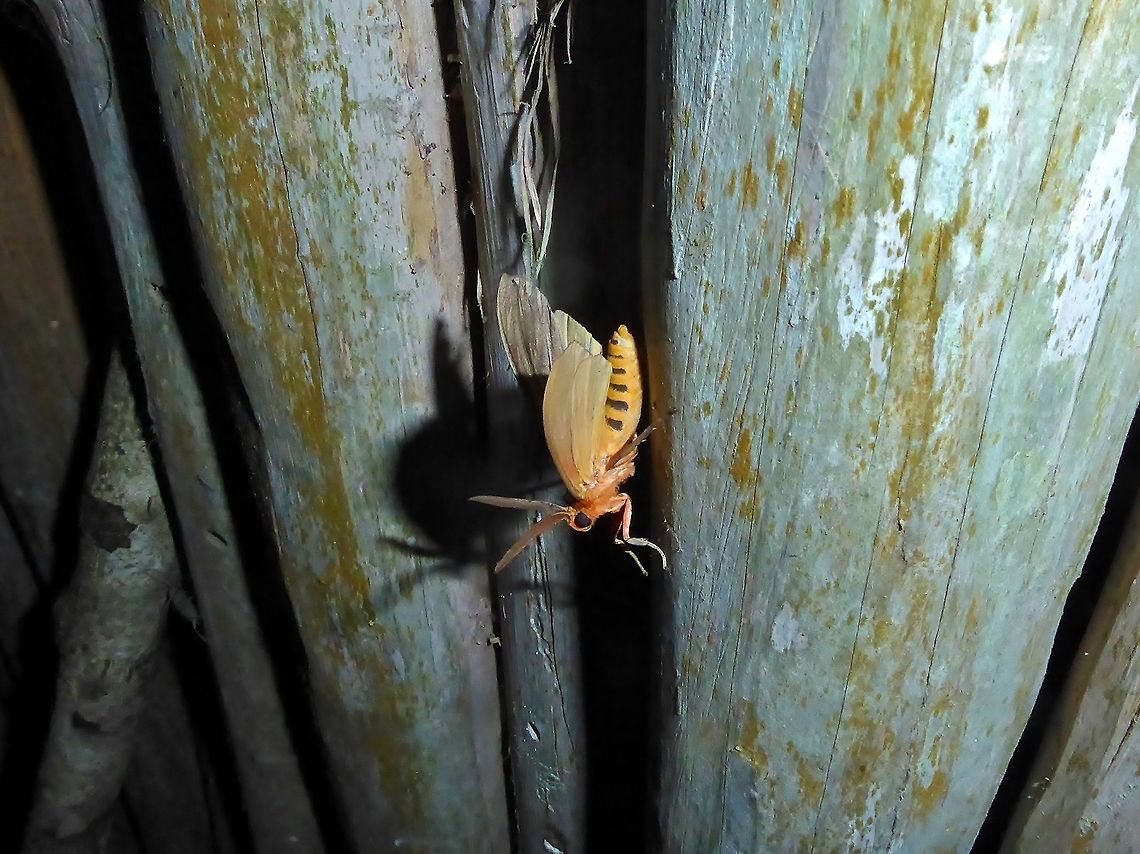 Ammalo helops (Erebidae) Punta Laguna, Quintana Roo, Mexico. May 25, 2017<br />
 Ammalo helops,Geotagged,Mexico,Spring