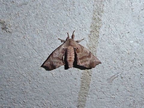 Spotted Apatelodes (Apatelodes torrefacta) Punta Laguna, Quintana Roo, Mexico. Jun 14, 2017. Apatelodes torrefacta,Geotagged,Mexico,Spotted Apatelodes,Spring