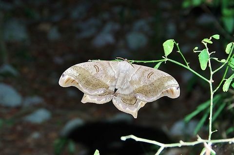 Caio championi (Saturniidae) Punta Laguna, Quintana Roo, Mexico. Jun 1, 2017. Caio championi,Geotagged,Mexico,Spring