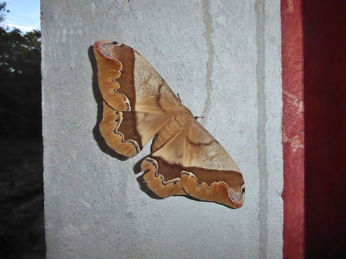 Giant Silk Moth (Arsenura armida) Punta Laguna, Quintana Roo, Mexico. Jun 14, 2017 Arsenura armida,Geotagged,Mexico,Spring