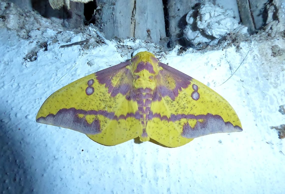 Imperial moth (Eacles imperialis) Punta Laguna, Quintana Roo, Mexico. May 28, 2017 Eacles imperialis,Geotagged,Imperial moth,Mexico,Spring