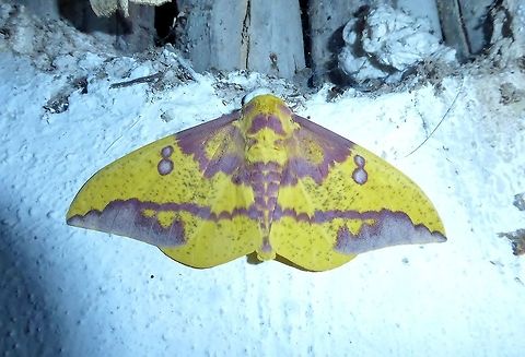 Imperial moth (Eacles imperialis) Punta Laguna, Quintana Roo, Mexico. May 28, 2017 Eacles imperialis,Geotagged,Imperial moth,Mexico,Spring