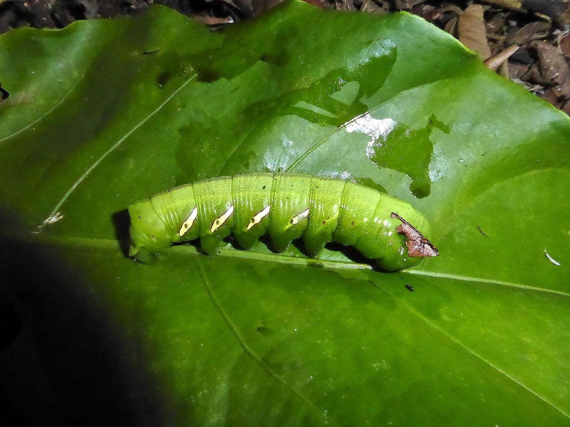 Vine sphinx (Eumorpha vitis) caterpillar Punta Laguna, Quintana Roo, Mexico. Jun 25, 2017 Eumorpha,Eumorpha vitis,Geotagged,Mexico,Summer,Vine sphinx,sphingidae
