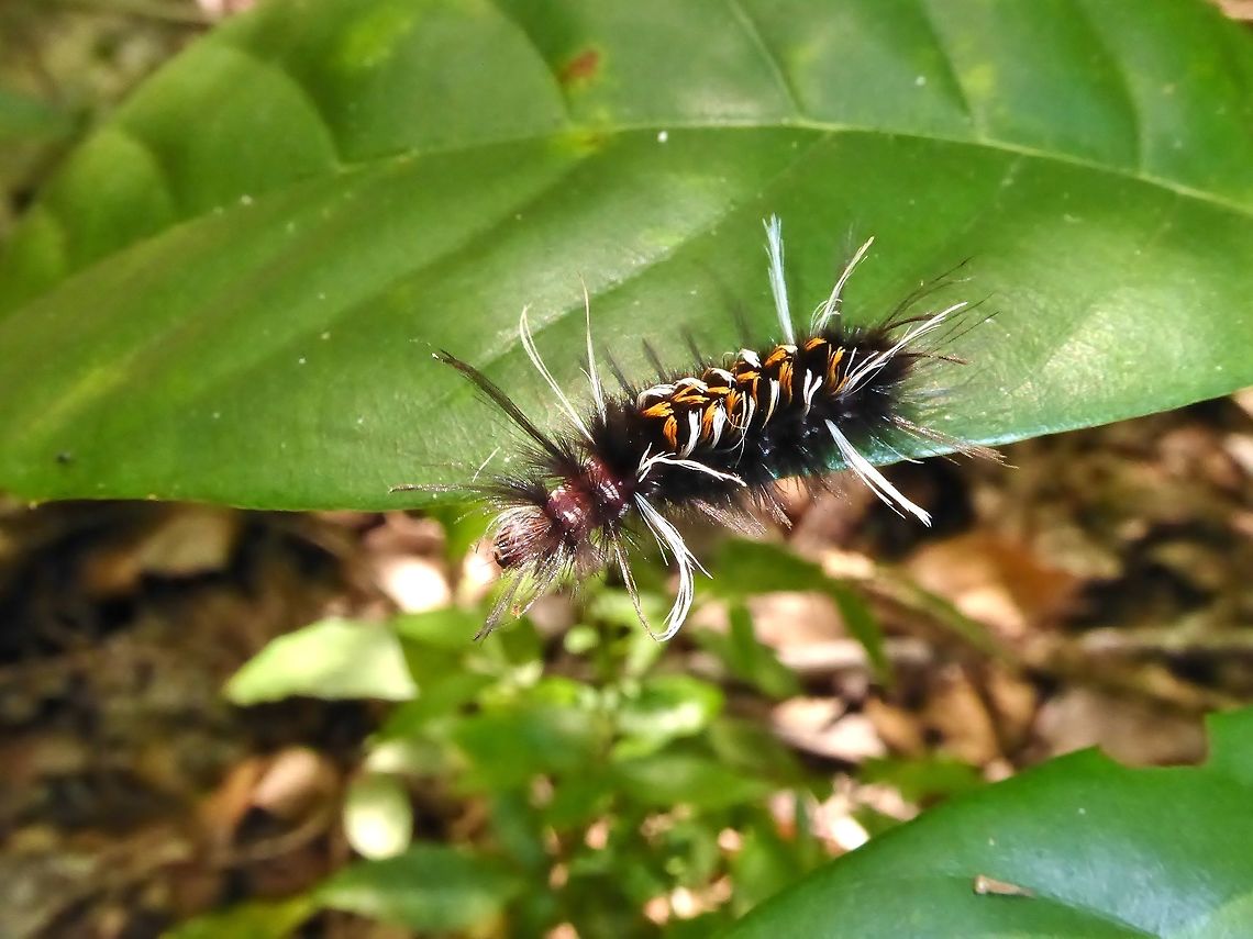 Euchaetes albicosta (Erebidae) caterpillar Punta Laguna, Quintana Roo, Mexico. Jul 2, 2017. Euchaetes albicosta,Geotagged,Mexico,Summer