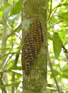 A group of Arenura armida caterpillars Punta Laguna, Quintana Roo, Mexico. Jul 8, 2017. Arsenura armida,Geotagged,Mexico,Summer