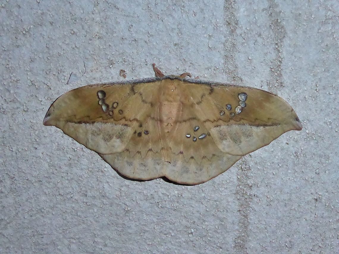 Copaxa multifenestrata (Saturniidae) Punta Laguna, Quintana Roo, Mexico. Jun 14, 2017. Copaxa multifenestrata,Geotagged,Mexico,Spring