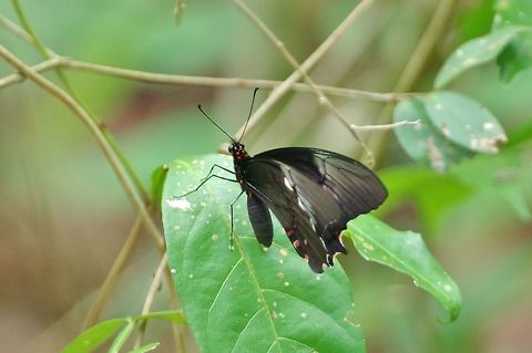 Pink-spotted Swallowtail (Papilio rogeri) Punta Laguna, Quintana Roo, Mexico. May 5, 2017. Geotagged,Mexico,Papilio rogeri,Pink-spotted Swallowtail,Spring