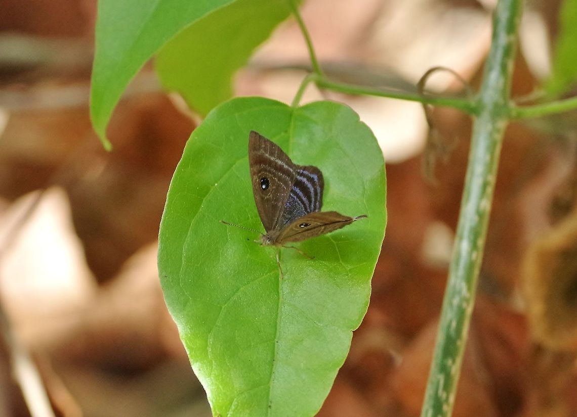 Purple-washed Eyed-Metalmark (Mesosemia lamachus) Punta Laguna, Quintana Roo, Mexico. Apr 25, 2017.<br />
 Geotagged,Mesosemia lamachus,Mexico,Purple-washed Eyed-Metalmark,Spring