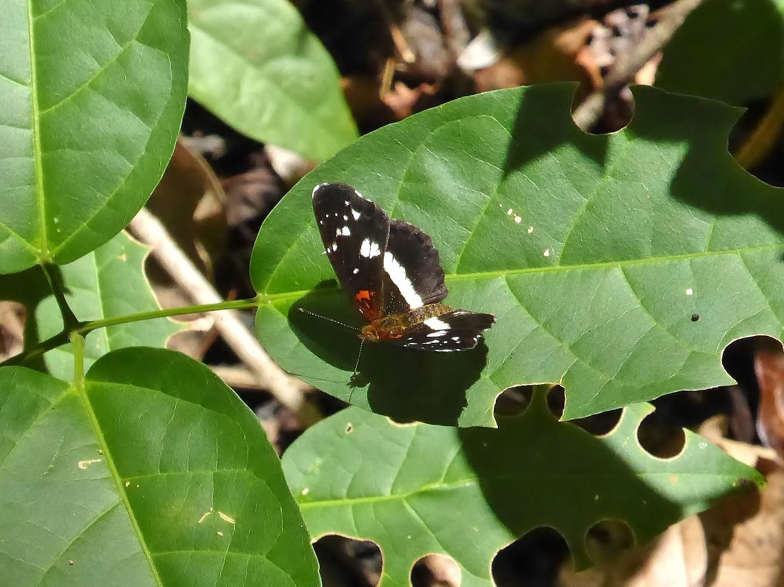 Castilia miya (Nymphalidae) Punta Laguna, Quintana Roo, Mexico. Jul 5, 2017. Castilia myia,Geotagged,Mexico,Summer