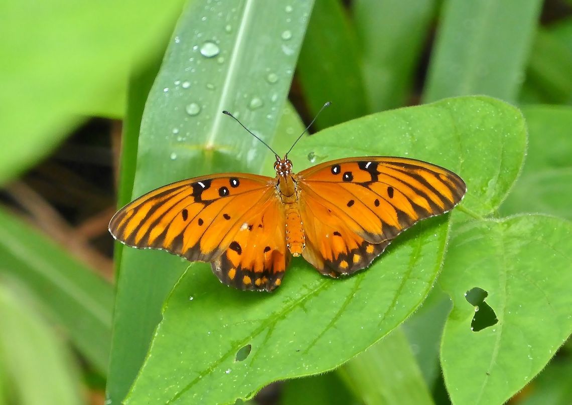 Gulf fritillary (Agraulis vanillae) Uxmal ruins, Yucatan, Mexico. Jul 13, 2017 Agraulis vanillae,Geotagged,Gulf fritillary,Mexico,Summer