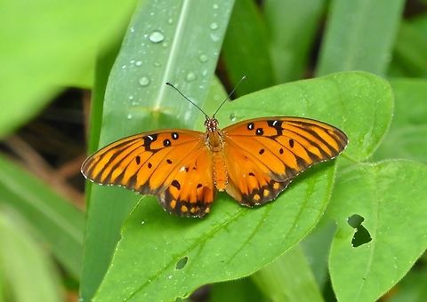 Gulf fritillary (Agraulis vanillae) Uxmal ruins, Yucatan, Mexico. Jul 13, 2017 Agraulis vanillae,Geotagged,Gulf fritillary,Mexico,Summer
