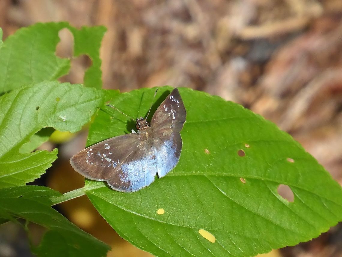 Many-spotted Blue-Skipper (Pythonides grandis) Punta Laguna, Quintana Roo, Mexico. Jul 5, 2017 Geotagged,Many-spotted Blue-Skipper,Mexico,Pythonides grandis,Summer