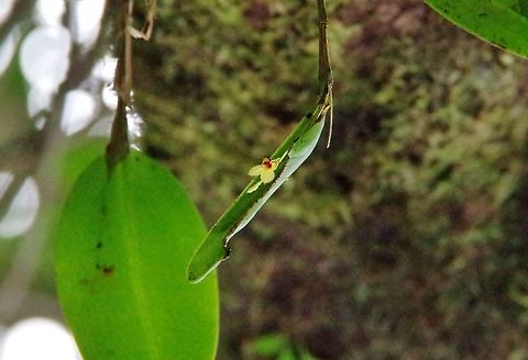 Lepanthes rhynchion (Orchidaceae) Finca Estrella de Agua, PN Los Nevados, Quindio, Colombia. Jun 11, 2014
 Colombia,Geotagged,Lepanthes rhynchion,Little Snout Lepanthes,Spring