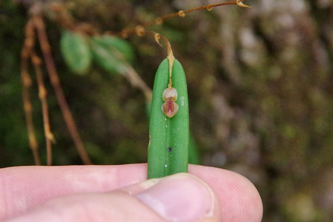Lepanthes mucronata (Orchidaceae) Finca Estrella de Agua, PN Los Nevados, Quindio, Colombia. Jun 11, 2014 Colombia,Geotagged,Lepanthes mucronata,Spring