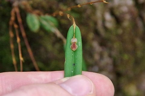Lepanthes mucronata (Orchidaceae) Finca Estrella de Agua, PN Los Nevados, Quindio, Colombia. Jun 11, 2014 Colombia,Geotagged,Lepanthes mucronata,Spring