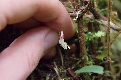 Lepanthes oxypetala (Orchidaceae) Finca Estrella de Agua, PN Los Nevados, Quindio, Colombia. Jun 11, 2014 Colombia,Geotagged,Lepanthes oxypetala,Long-Pointed Petals Lepanthes,Spring